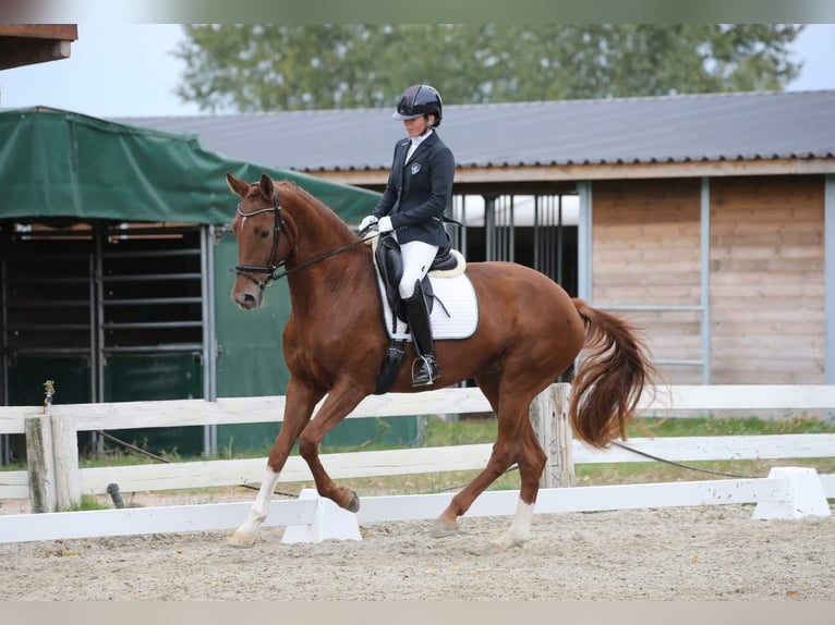 Oldenburg Mare 8 years 16,3 hh Chestnut-Red in Unterpetersdorf