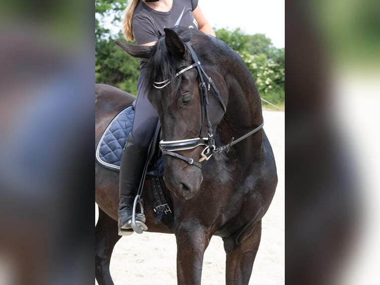 Oldenburg, Mare, 8 years, 17.1 hh, Bay-Dark