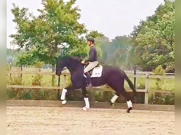 Oldenburg Mare 8 years 17,1 hh Black in Radeburg