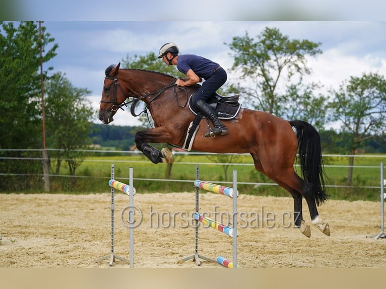 Oldenburg Mare 8 years 17.1 hh Brown in Ceske Budejovice