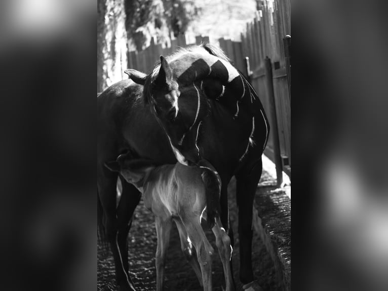 Oldenburg Mare 8 years 17 hh Black in Babenhausen