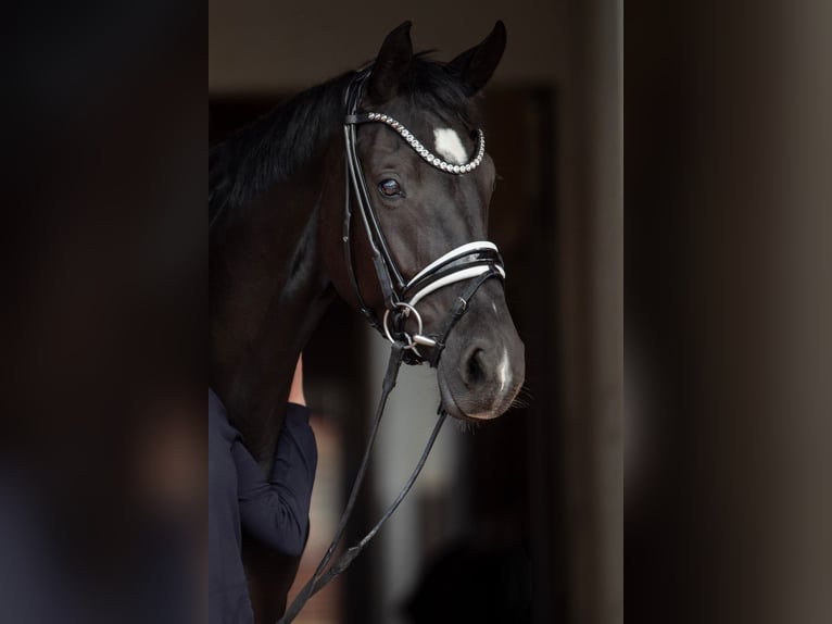 Oldenburg Mare 8 years 17 hh Black in Zolling