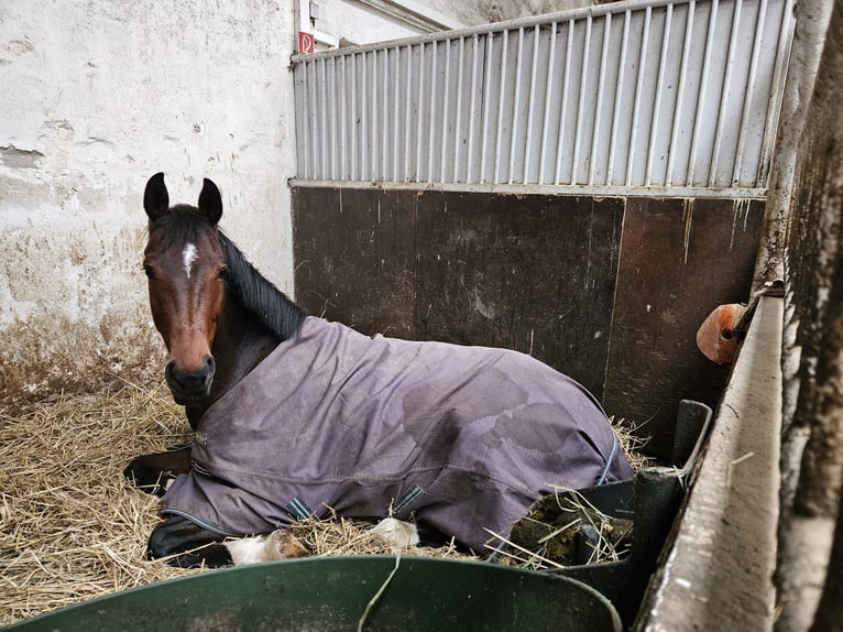 Oldenburg Mare 8 years 17 hh Brown in Bad Ems