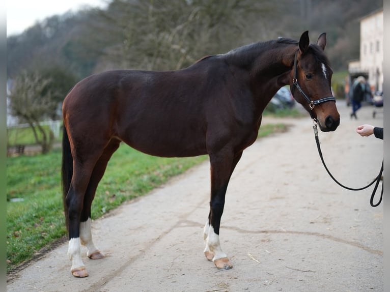 Oldenburg Mare 8 years 17 hh Brown in Bad Ems