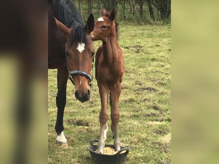 Oldenburg Mare 8 years 17 hh Brown in Bad Homburg vor der H&#xF6;he