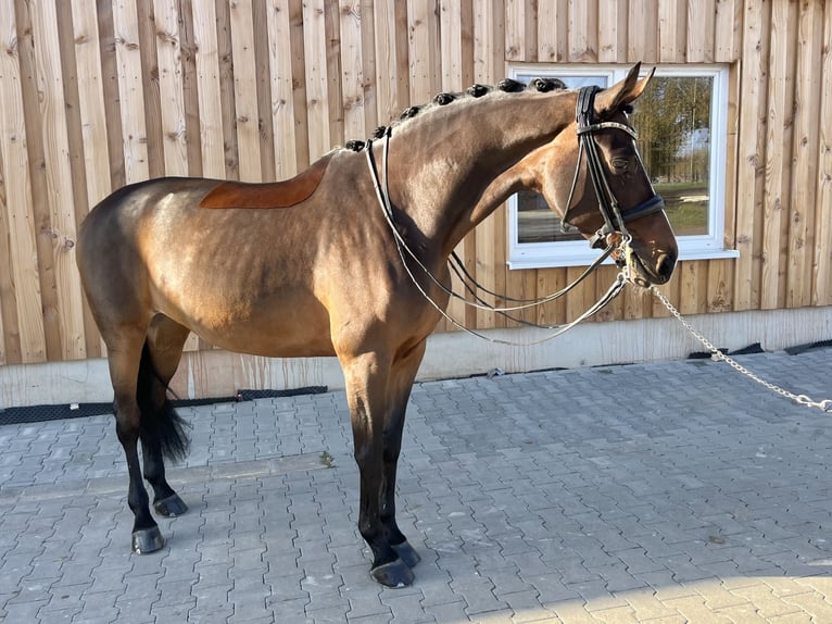 Oldenburg Mare 8 years 17 hh Brown in Großbuch