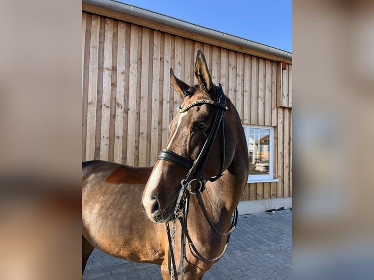 Oldenburg Mare 8 years 17 hh Brown in Großbuch