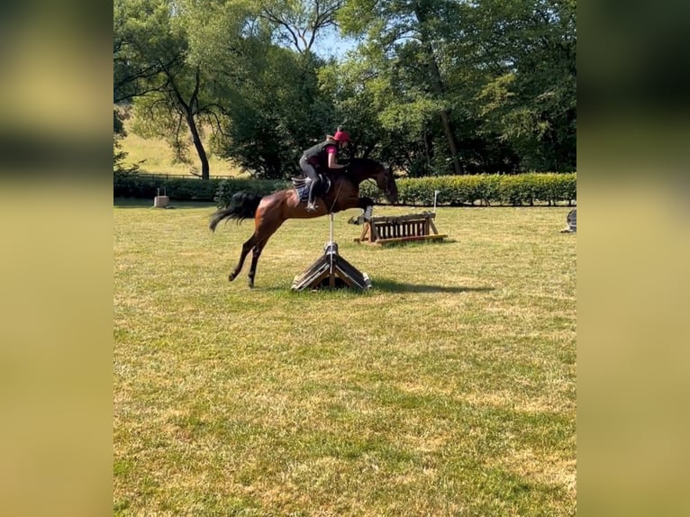 Oldenburg Mare 8 years 17 hh Brown in Limburg an der Lahn
