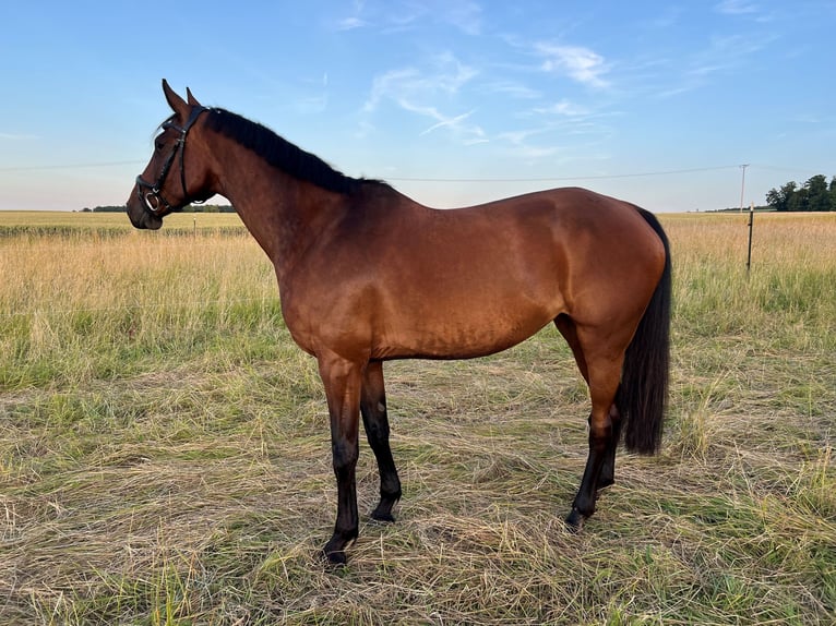 Oldenburg Mare 8 years 17 hh Brown in Limburg an der Lahn