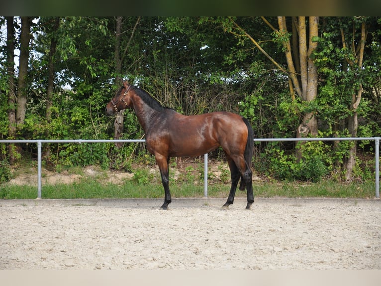 Oldenburg Mare 8 years 17 hh Brown in Limburg an der Lahn