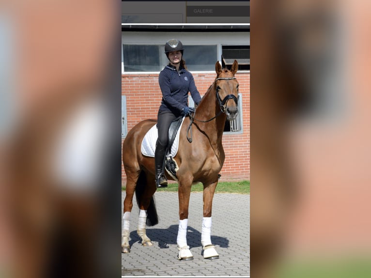 Oldenburg Mare 8 years 17 hh Chestnut in Vechta