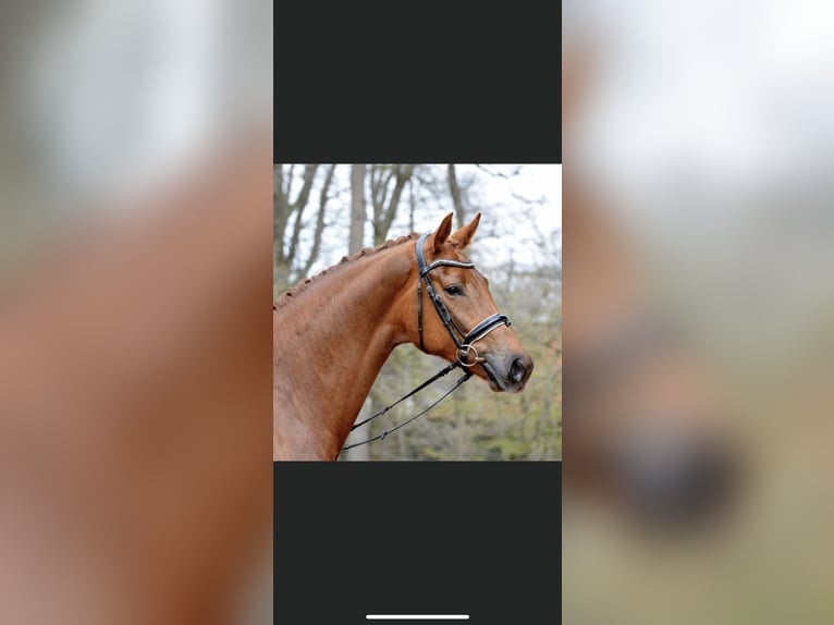 Oldenburg Mare 8 years 17 hh Chestnut in Vechta