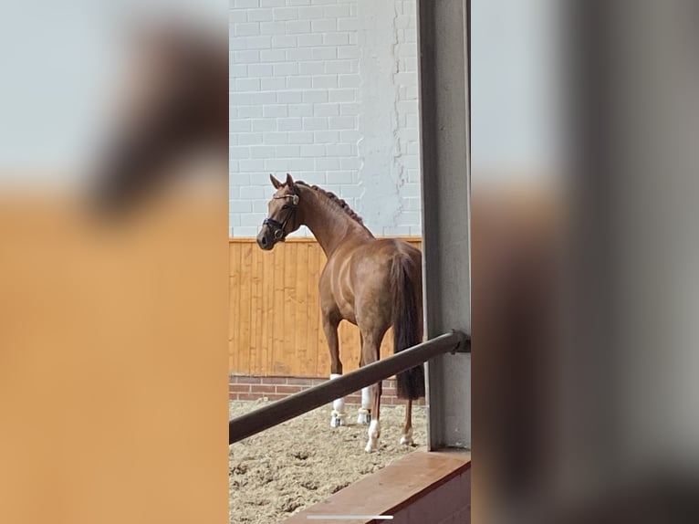 Oldenburg Mare 8 years 17 hh Chestnut in Vechta