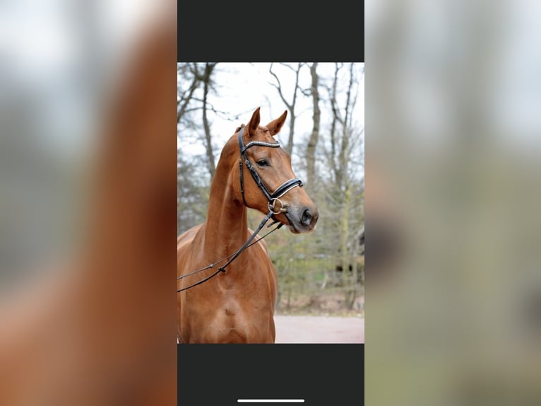 Oldenburg Mare 8 years 17 hh Chestnut in Vechta