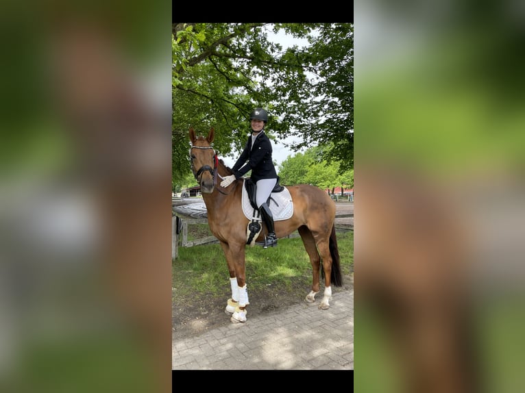 Oldenburg Mare 8 years 17 hh Chestnut in Vechta