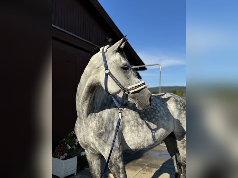 Oldenburg Mare 8 years 17 hh Gray-Dapple in Laudenbach