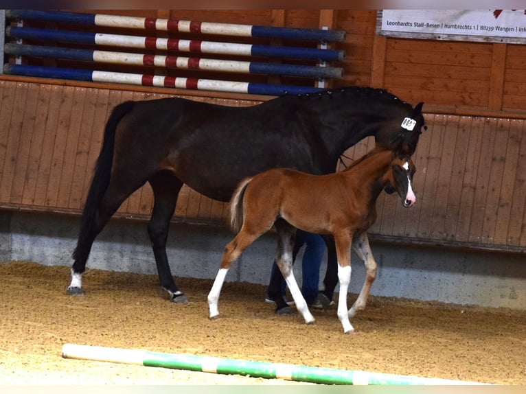 Oldenburg Mare 8 years 17,1 hh Bay-Dark in Isny im Allg&#xE4;u