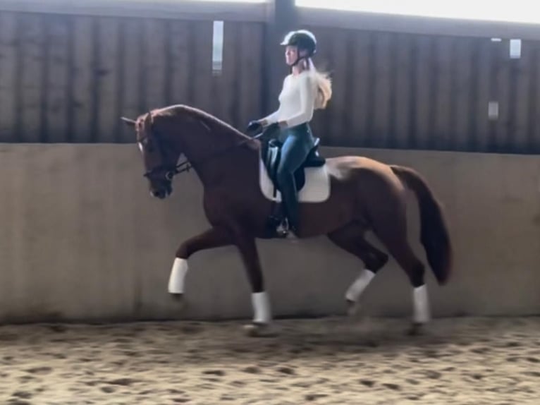 Oldenburg Mare 8 years 17,1 hh Chestnut-Red in Eggerding