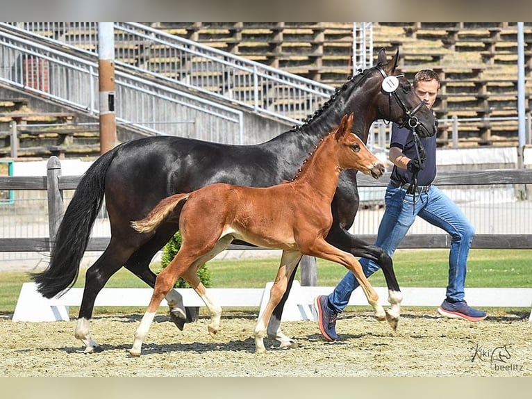 Oldenburg Mare 8 years Bay-Dark in Cloppenburg