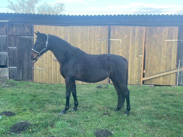 Oldenburg Mare 8 years Brown in Adelheidsdorf