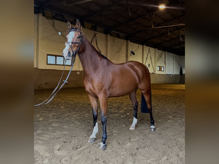 Oldenburg Mare 9 years 15,2 hh Brown in Ribnitz-Damgarten