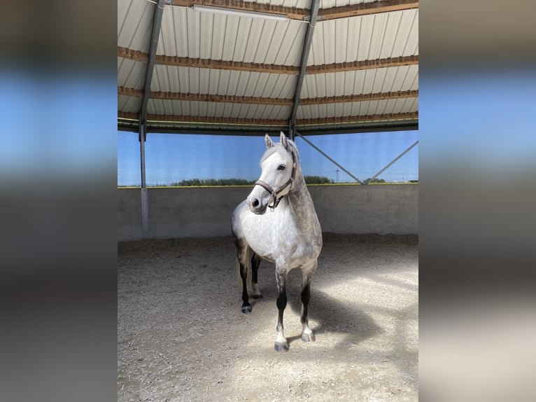 Oldenburg Mare 9 years 15.2 hh Grey in Offenburg