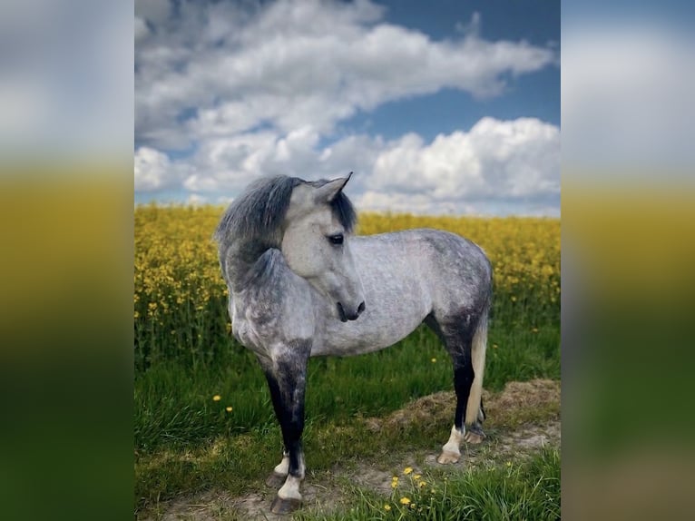 Oldenburg Mare 9 years 15.2 hh Grey in Offenburg
