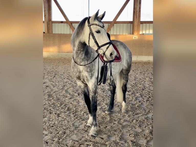 Oldenburg Mare 9 years 15.2 hh Grey in Offenburg