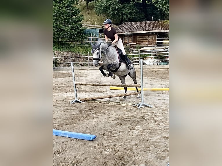 Oldenburg Mare 9 years 15.2 hh Grey in Offenburg