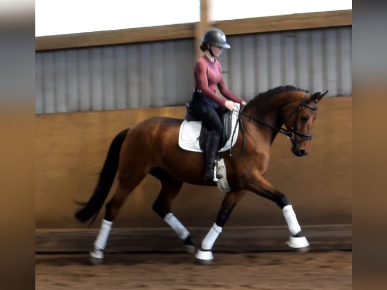 Oldenburg Mare 9 years 15.3 hh Brown in Fredenbeck