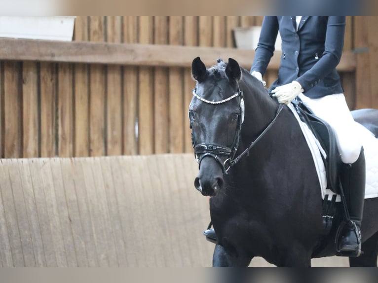 Oldenburg Mare 9 years 15,2 hh Black in Hamburg Osdorf