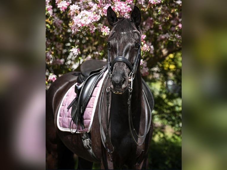 Oldenburg Mare 9 years 15,2 hh Black in Hamburg Osdorf
