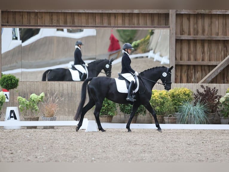 Oldenburg Mare 9 years 15,2 hh Black in Hamburg Osdorf