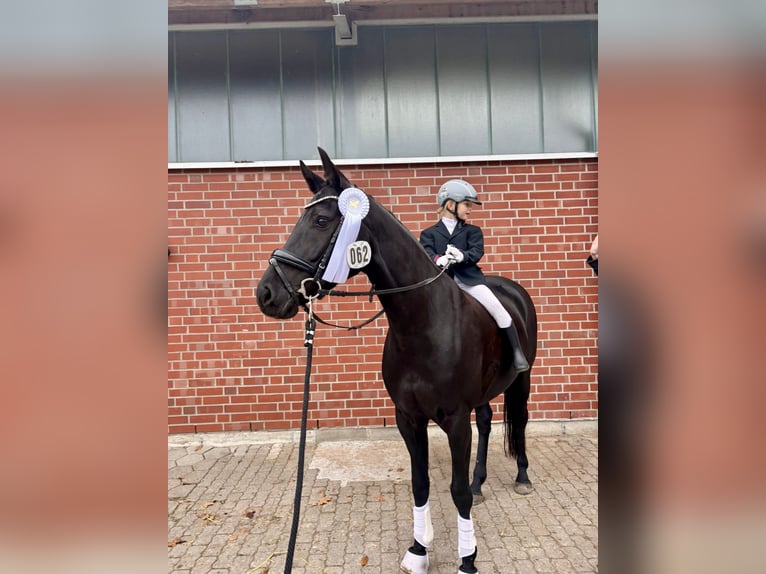 Oldenburg Mare 9 years 15,2 hh Black in Hamburg Osdorf