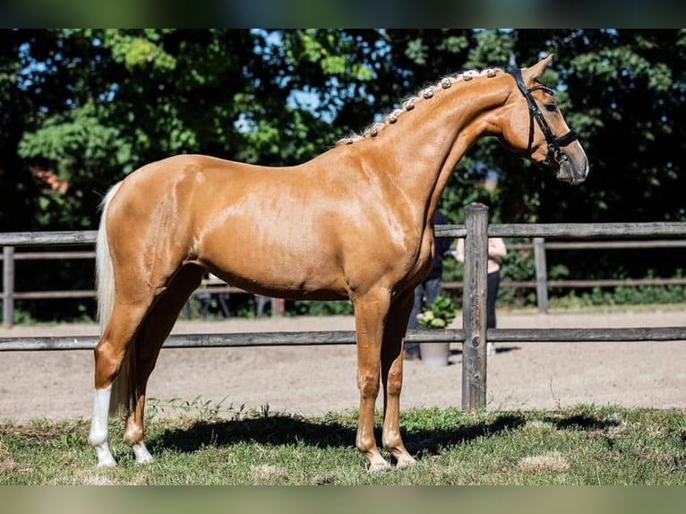 Oldenburg Mare 9 years 15,2 hh Palomino in Ulicoten