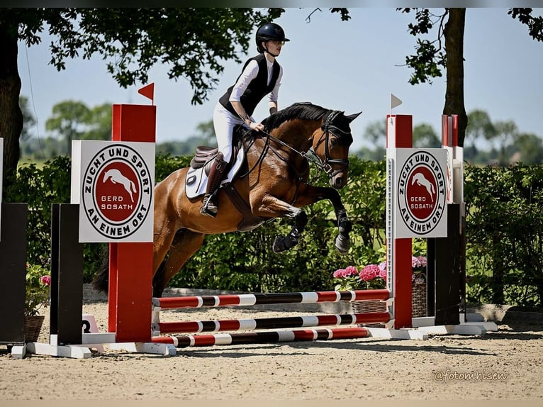 Oldenburg Mare 9 years 15,3 hh Brown in Wilhelmshaven
