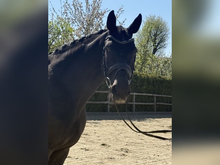 Oldenburg Mare 9 years 16.1 hh Black in Lohne