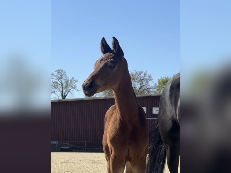 Oldenburg Mare 9 years 16.1 hh Black in Lohne