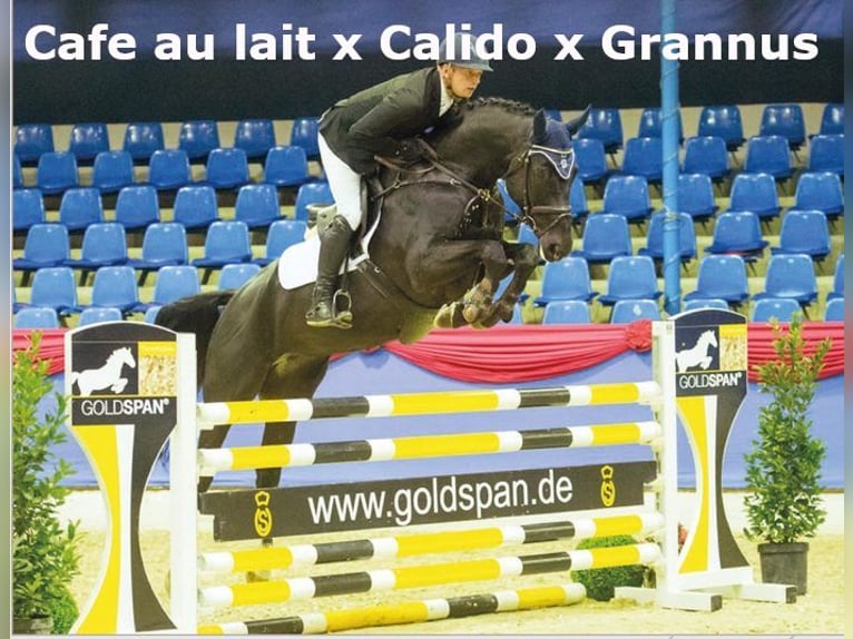 Oldenburg Mare 9 years 16,1 hh Black in Bramsche