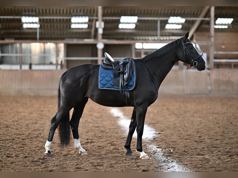 Oldenburg Mare 9 years 16.1 hh Black in Kellinghusen