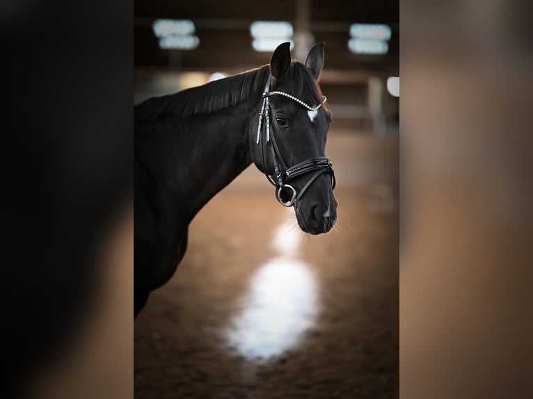 Oldenburg Mare 9 years 16.1 hh Black in Kellinghusen