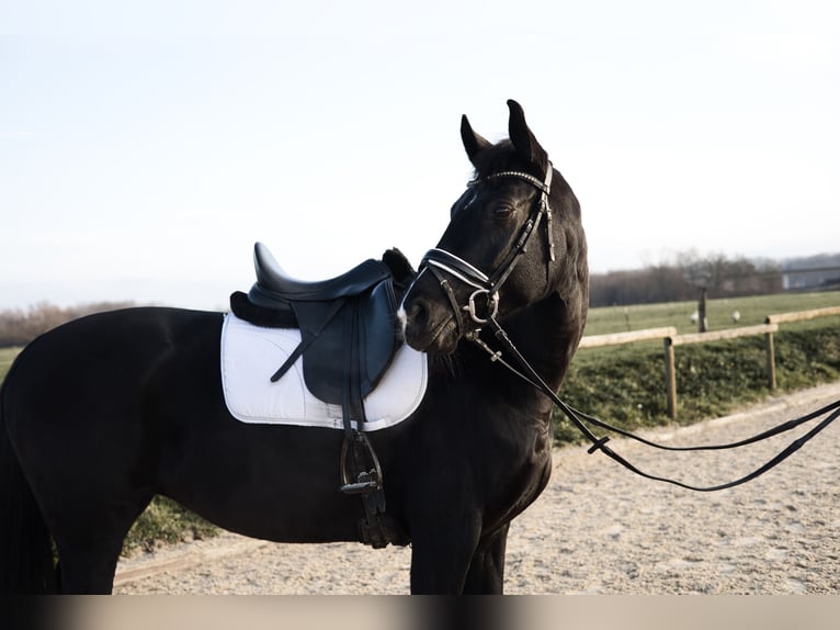 Oldenburg Mare 9 years 16.1 hh Black in Kehl