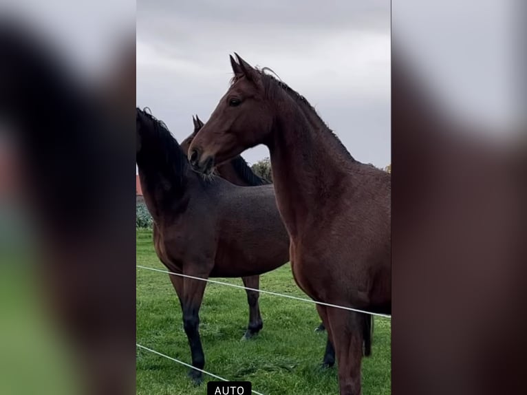 Oldenburg Mare 9 years 16,1 hh Chestnut-Red in Bad Zwischenahn