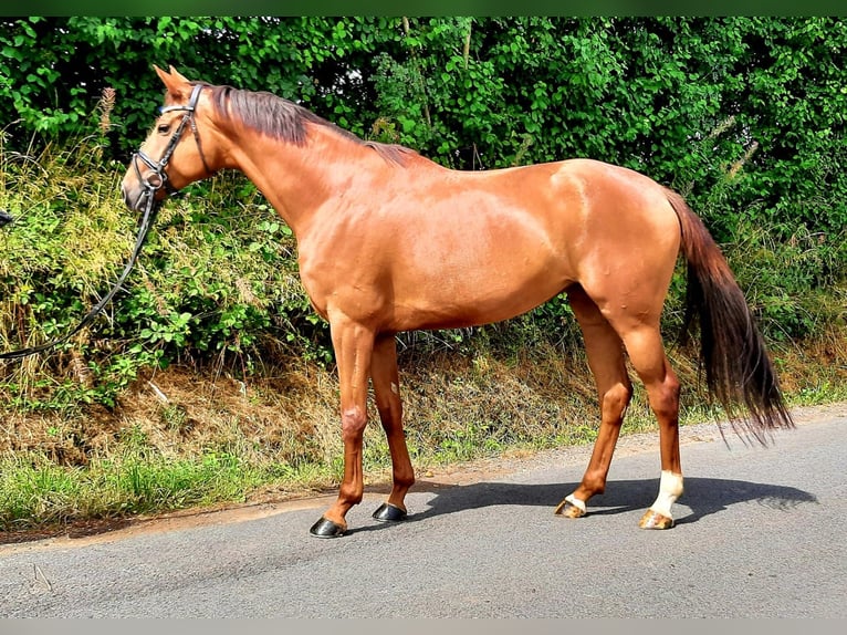 Oldenburg Mare 9 years 16.1 hh Chestnut-Red in Ruppichteroth