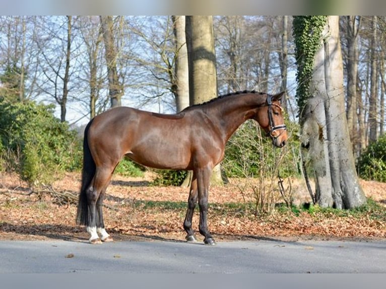 Oldenburg Mare 9 years 16.1 hh  in Holdorf