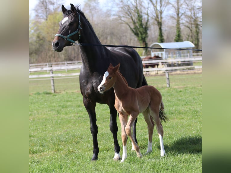 Oldenburg Mare 9 years 16.2 hh Bay-Dark in Greven