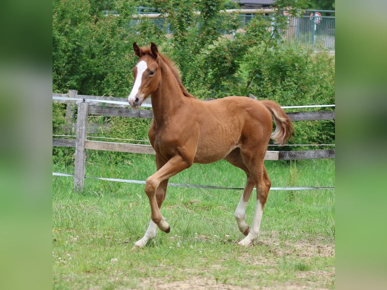 Oldenburg Mare 9 years 16.2 hh Bay-Dark in Greven