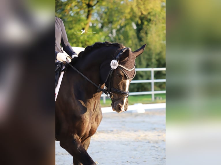 Oldenburg Mare 9 years 16.2 hh Black in Vechta