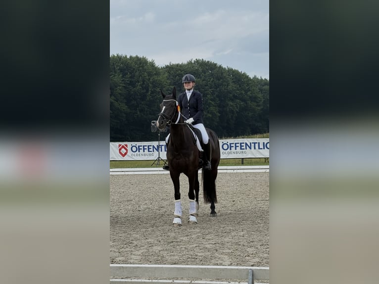 Oldenburg Mare 9 years 16.2 hh Black in Vechta