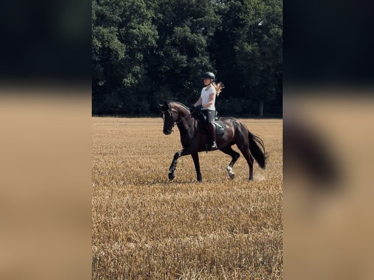 Oldenburg Mare 9 years 16.2 hh Black in Vechta